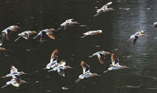 american avocets landing birds