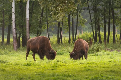 american bison  bison  kurozweki