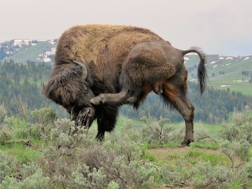 american bison  buffalo  wyoming