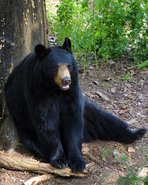 american black bear bear sitting