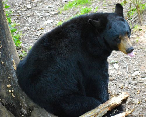 american black bear bear sitting