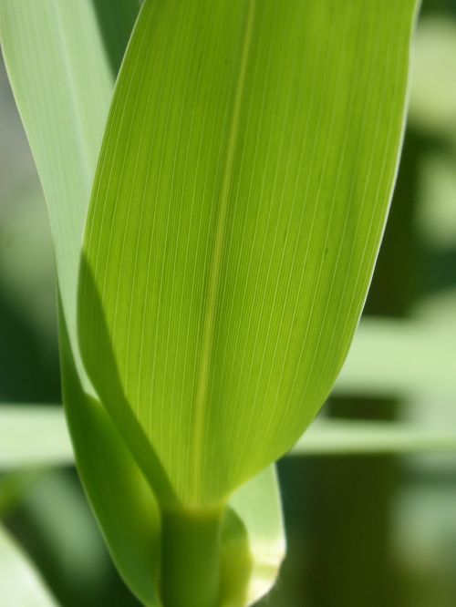 american cane leaf detail