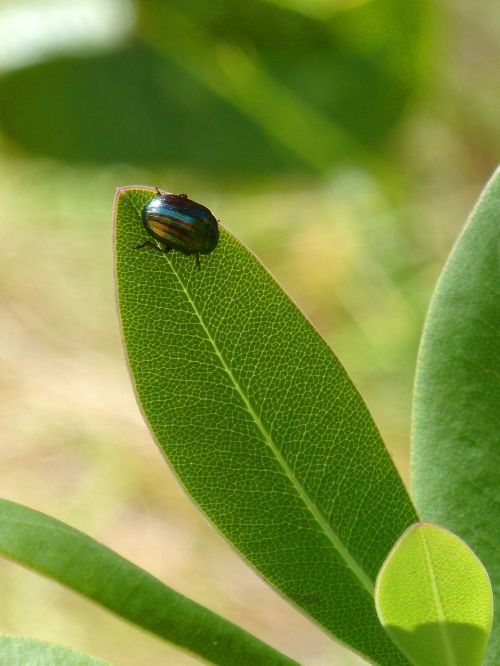 american chrysolina chrysolina golden scarab