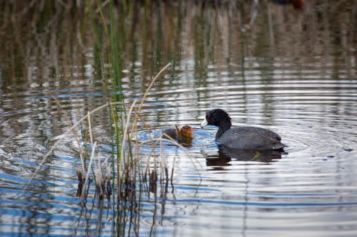 american coot chick pond