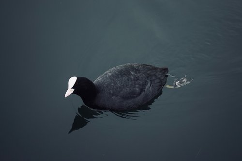 american coot  duck  lake