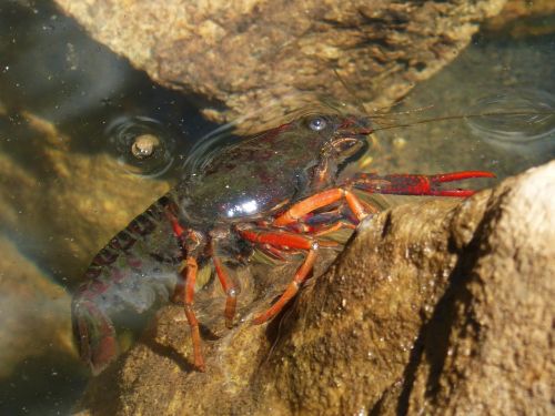 american crab crayfish rocks