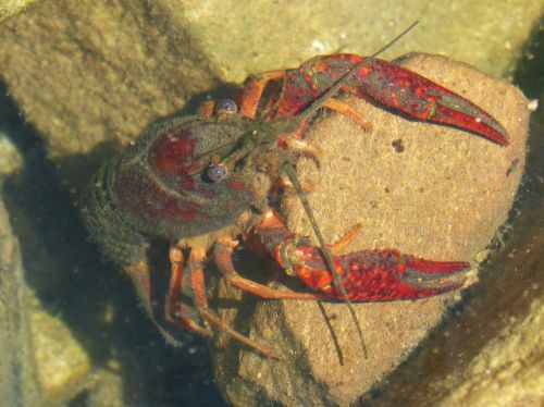 american crab crayfish rocks