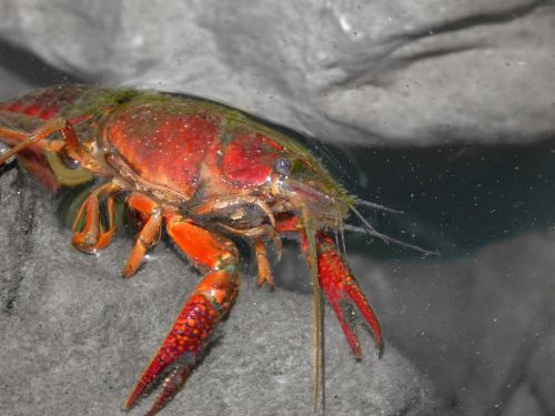 american crab crayfish rocks