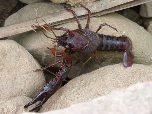 american crab crayfish clip