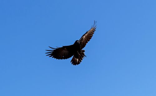 american crow flying ave