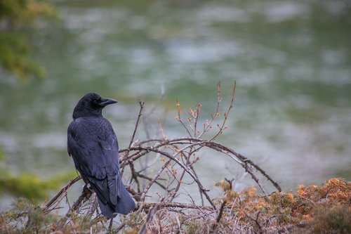 american crow  crow  bird