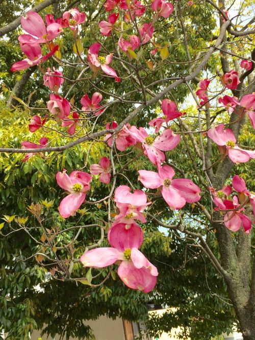 american dogwood spring flowers