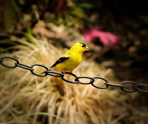 american goldfinch song bird spinus tristis