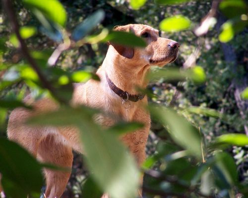 american labrador retriever dog fox red