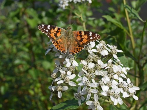 american lady butterfly insect pollinator
