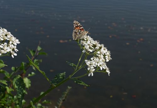 american lady butterfly insect pollinator