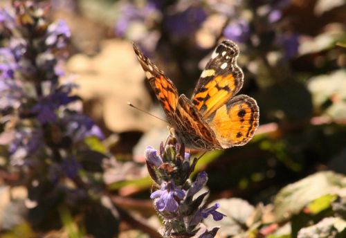 American Lady Butterfly On Ajuga