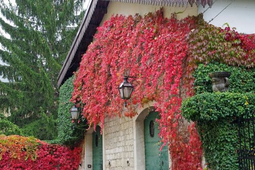 american lives parthenocissus tricuspidata creeper