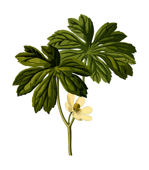 american mandrake branch flower