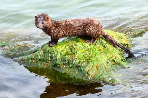 american mink aquatic animal lake erie