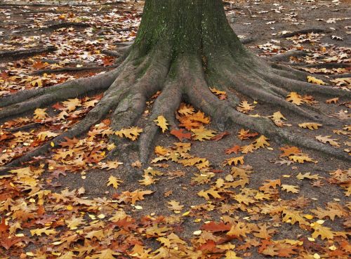american oak log tree trunk and leaves