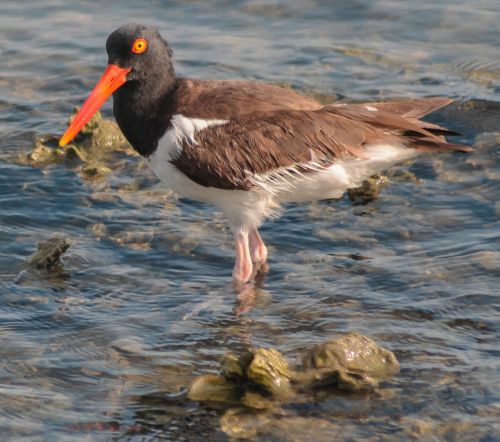 american oystercatcher birds florida nature