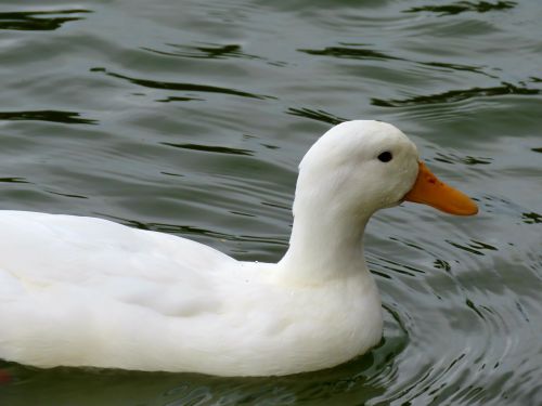 american pekin duck duck white