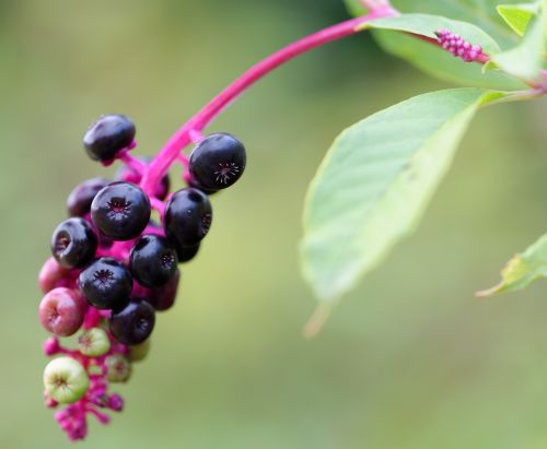 american pokeweed pokeweed plant