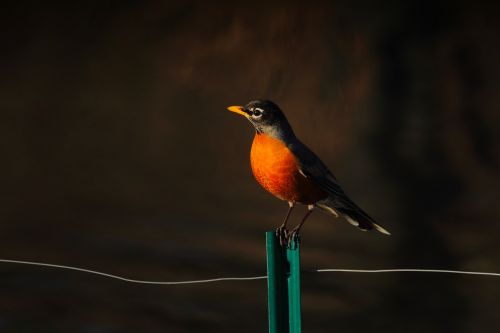 american robin bird wildlife