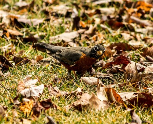 american robin bird thrush family