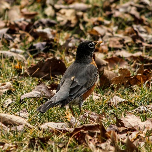 american robin bird thrush family