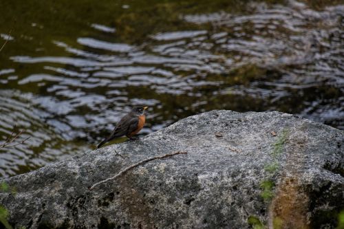 American Robin Bird