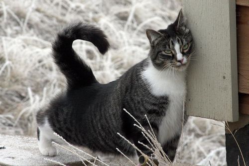 american shorthair cat domestic cat cat