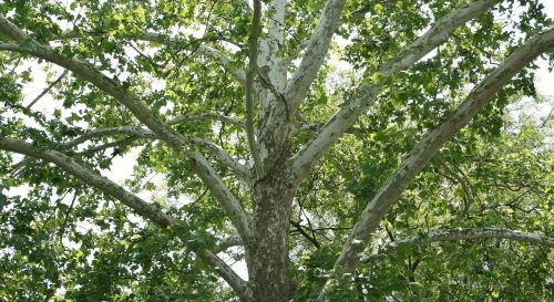 american sycamore tree organic