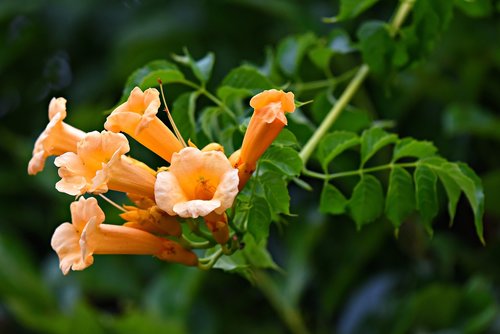 american trumpet vine  campsis × tagliabuana yellow flower  plant