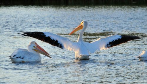american white pelicans bird wildlife