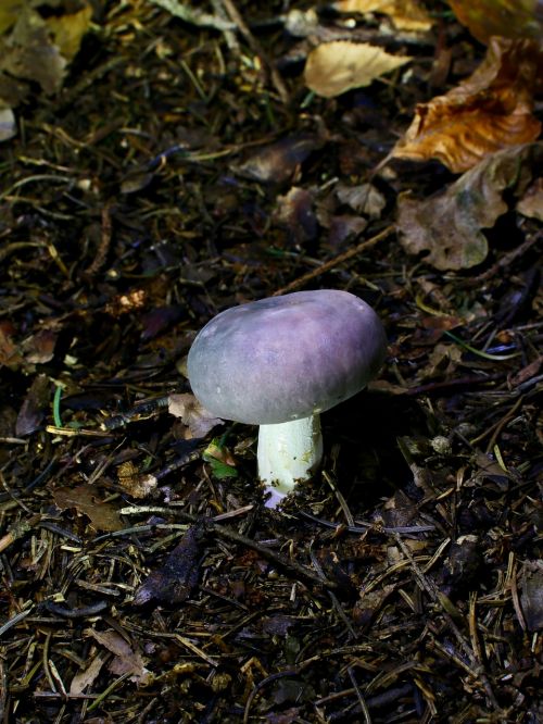 amethyst russula mushroom autumn
