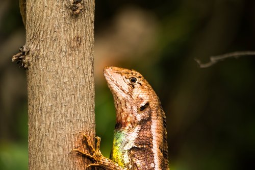 aminal  lizard  cayman