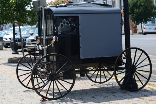 amish carriage horse