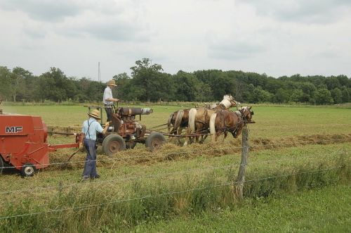 amish farming horse-drawn