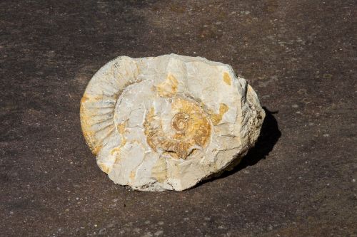 ammonit petrification fossil