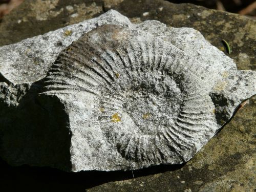 ammonit petrification snail