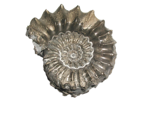 ammonit fossils under storm