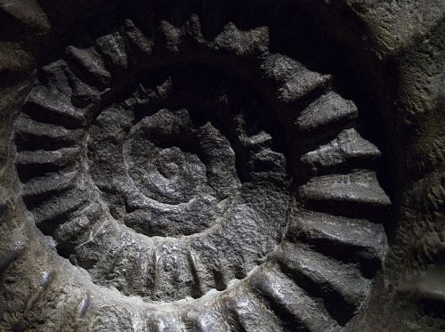 ammonite fossil shell