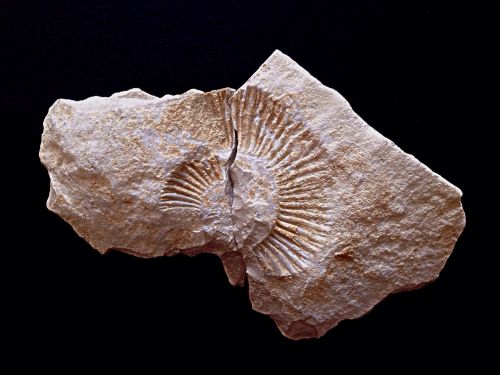 ammonite rock fossil