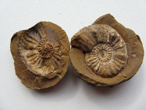 ammonites fossils cephalopods