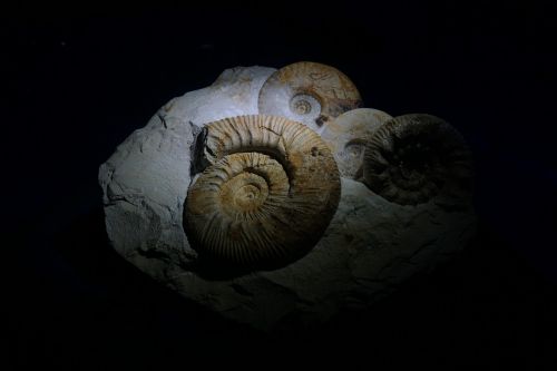 ammonites fossil museum