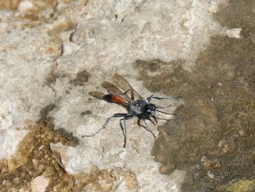 ammophila sabulosa wasp strange insect