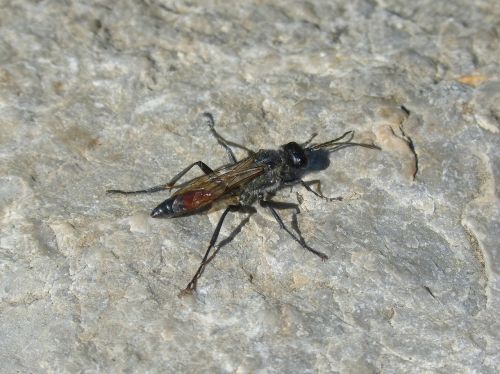 ammophila sabulosa wasp strange insect