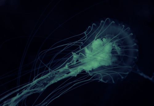 amoeba ocean animal